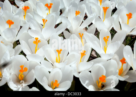 Domaine de crocus blanc avec fleurs jaune orangé. Banque D'Images