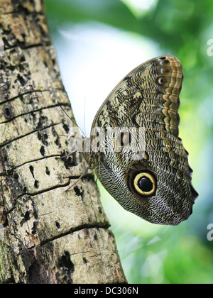 Un géant de la forêt (Caligo eurilochus papillon owl) perché sur un tronc d'arbre. Butterfly House, Leipzig, Allemagne. Banque D'Images