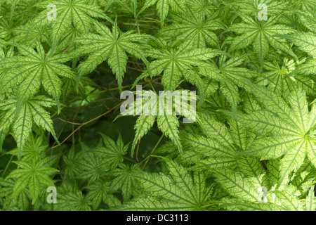 Acer japonais panaché (Acer palmatum reticulatum syn. Shigitatsu sawa) Banque D'Images
