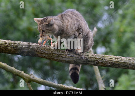 Huetscheroda, Allemagne. Le 08 août, 2013. Un chat sauvage européen mange dans son enceinte au Wildcat Village dans Huetscheroda, Allemagne, 08 août 2013. La journée internationale de la cat est célébrée le 08 août 2013. Photo : Marc Nrit/dpa/Alamy Live News Banque D'Images