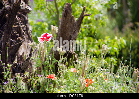 L'Stumpery at Arundel Arundel Castle jardins en ville - West Sussex - Angleterre - Royaume-Uni Banque D'Images