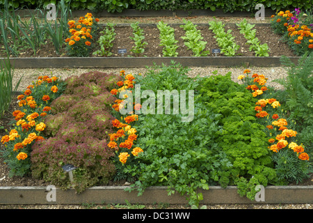 Les parcelles surélevée, cuisine, jardin avec plantes d'accompagnement pour dissuader les insectes ravageurs, Geoff Hamilton's Barnsdale Gardens, Rutland, UK. Banque D'Images