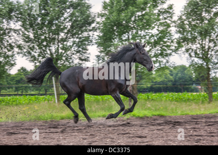 Cheval marron au galop dans le champ, galop est une allure de 4 temps Banque D'Images