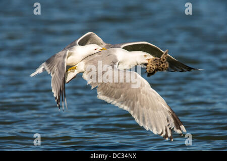 Les captures du Goéland argenté Goéland chick, Larus argentatus, Larus canus Banque D'Images