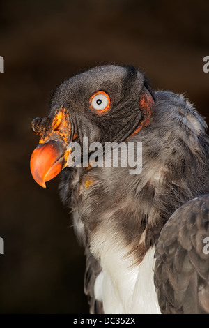 Portrait d'un roi américain vulture (Sarcoramphus papa) Banque D'Images