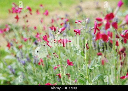 Grand papillon blanc sur rose fleurs stock dans le jardin d'été. Banque D'Images