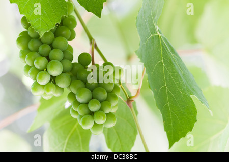 Bouquet de raisin vert sur branch Banque D'Images