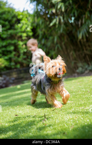 Chien jouant dans jardin Banque D'Images