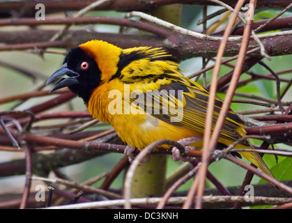 Tête Noire (Weaver Ploceus melanocephalus) Banque D'Images