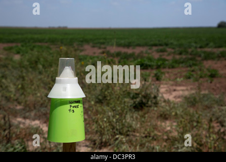 Un piège charançon boll sur les terres agricoles dans la vallée du Rio Grande du Texas Banque D'Images