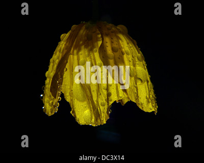 Gouttes de pluie sur le pavot jaune Banque D'Images