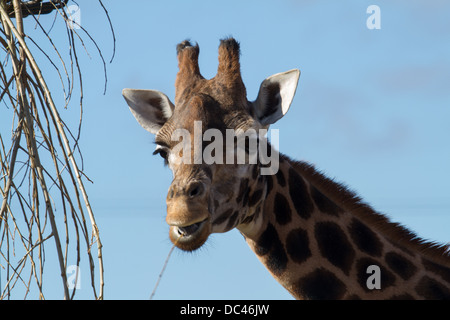 Les Girafes s'alimentant à Flaming park zoo dans Yorkshire du Nord Banque D'Images