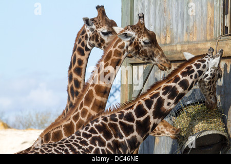 Les Girafes s'alimentant à Flaming park zoo dans Yorkshire du Nord Banque D'Images