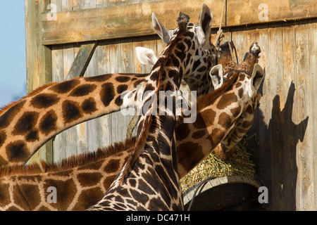 Les Girafes s'alimentant à Flaming park zoo dans Yorkshire du Nord Banque D'Images