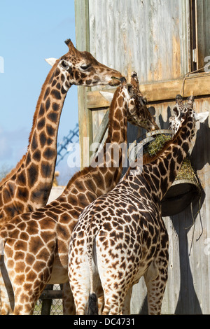 Les Girafes s'alimentant à Flaming park zoo dans Yorkshire du Nord Banque D'Images