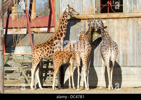 Les Girafes s'alimentant à Flaming park zoo dans Yorkshire du Nord Banque D'Images