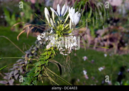 Snow-sur-la-montagne, ou fumée-sur-la-Prairie, ou l'euphorbe panachée, ou whitemargined, euphorbe Euphorbia marginata Pursh, cultiva Banque D'Images