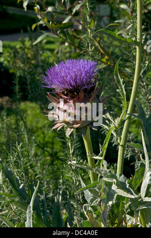 Une floraison de l'artichaut, Cynara scolymus. Banque D'Images