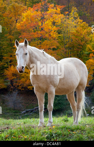 Mare blanche à l'automne près de Woodstock, Vermont, Etats-Unis Banque D'Images