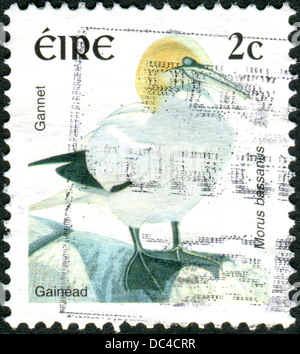 Irlande - circa 1997 : timbre-poste imprimé en Irlande montre un oiseau Fou de Bassan (Morus bassanus), vers 1997 Banque D'Images