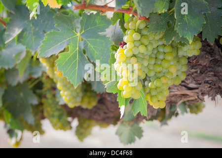 De beaux raisins blancs vignoble luxuriant de boisseaux dans le soleil du matin Banque D'Images