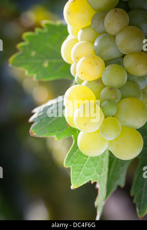 De beaux raisins blancs vignoble luxuriant de boisseaux dans le soleil du matin Banque D'Images