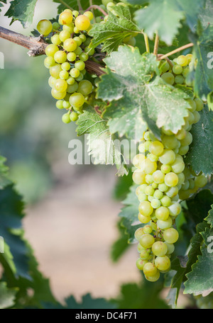 De beaux raisins blancs vignoble luxuriant de boisseaux dans le soleil du matin Banque D'Images