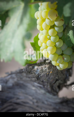 De beaux raisins blancs vignoble luxuriant de boisseaux dans le soleil du matin Banque D'Images