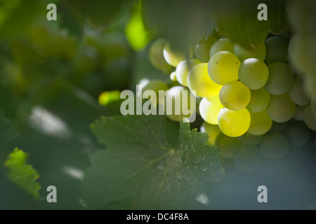 De beaux raisins blancs vignoble luxuriant de boisseaux dans le soleil du matin Banque D'Images