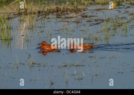 Sarcelle cannelle (Anas cyanoptera) Natation à Slough, près de Calgary, Alberta, Canada Banque D'Images