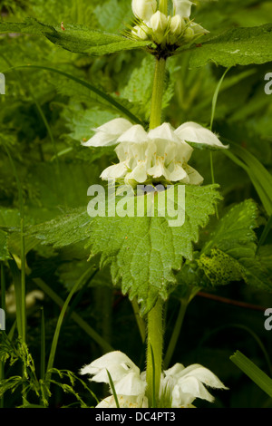 L'ortie blanche (Lamium album) fleurs Banque D'Images
