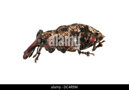 Charançon de charançons (Curculionidae), la famille, la Réserve de Tambopata, région de Madre de Dios, Pérou Banque D'Images