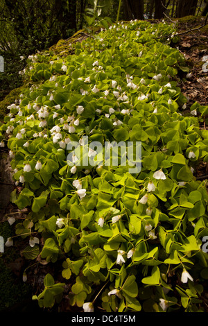 L'oxalide commun (Oxalis acetosella) Banque D'Images