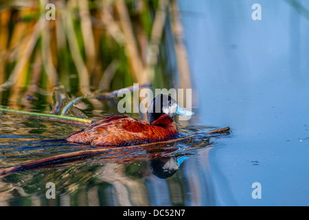 L'Érismature rousse mâle (Anas clypeata) Érismature rousse mâle richement colorés avec la réflexion, dans l'eau. Frank Lake, Alberta, Canada Banque D'Images