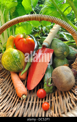 Outils rouge dans un panier avec des légumes frais du jardin Banque D'Images