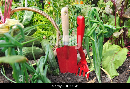 Outils de jardinage avec panier de légumes du jardin Banque D'Images