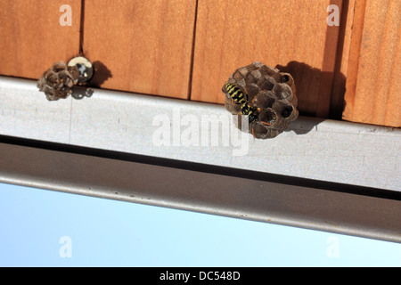 Les Guêpes Papetières Européennes (Polistes dominula nids) création d'un joint à un toit, de l'Italie, en été. Banque D'Images