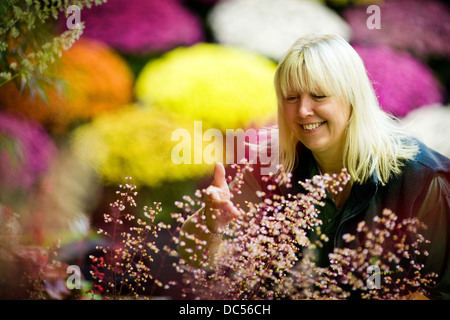 La préparation de la fleur d'automne Harrogate Yorkshire Show , 2012 , qui se déroulera du 14 au 16 septembre . Vicky Fox Banque D'Images