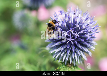 Un bourdon sur Nepeta fleur. Globe thistle flower. Banque D'Images