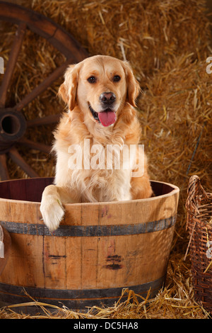 |Golden Retriever Golden Retriever, Ruede Banque D'Images