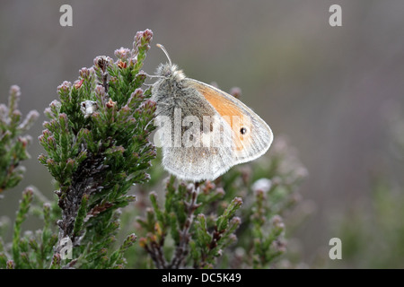 Grand Heath, Coenonympha tullia, sur la bruyère. C'est la plaine du nord de la race scotica trouve principalement dans les Highlands en Écosse Banque D'Images