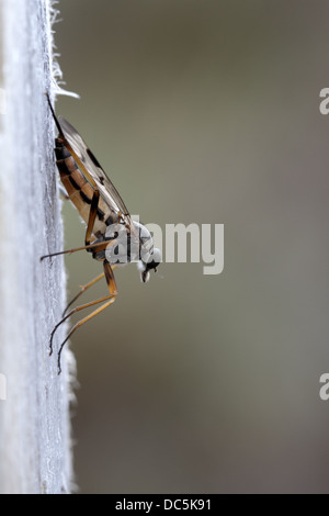 La bécassine-fly, Rhagio scolopaceus, sur post blanchie Banque D'Images