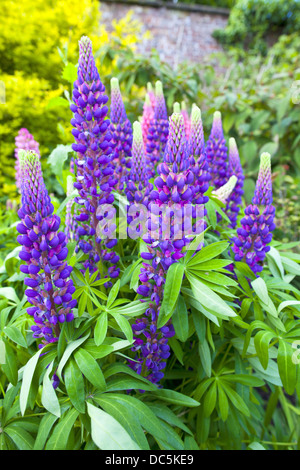 Tall lupin bleu plantes à fleurs dans un jardin. Banque D'Images