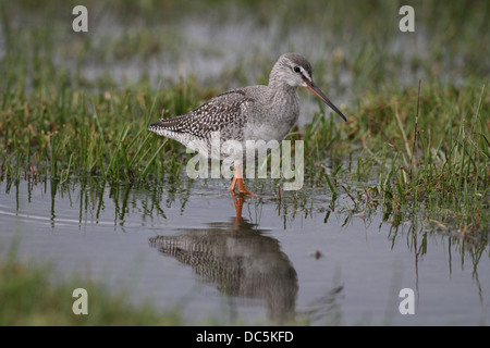 Chevalier arlequin Tringa erythropus, sur les migrations, l'alimentation Banque D'Images