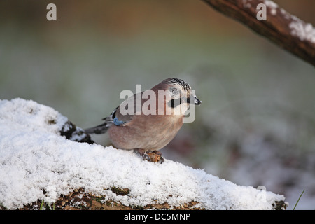 Eurasian Jay, Garrulus glandarius, manger acorn en hiver Banque D'Images