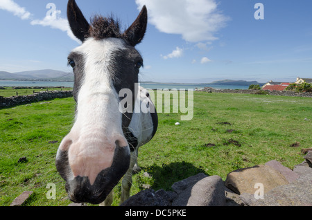 Scène rurale à Dingle, Irlande Banque D'Images