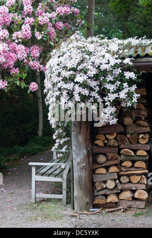 Un journal store drapé de clematis fleurs Banque D'Images