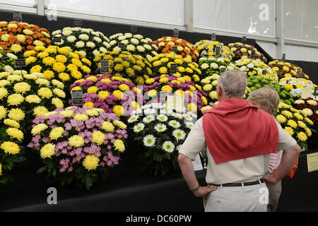 Shrewsbury Flower Show Royaume-Uni 9th août 2013. Les visiteurs admirent l'exposition Chrysanthemum crédit : David Bagnall Banque D'Images