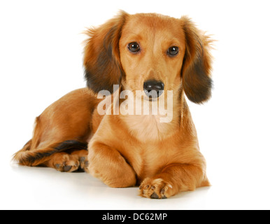 Teckel miniature - Long haired weiner dog fixant à la visionneuse à isolé sur fond blanc Banque D'Images