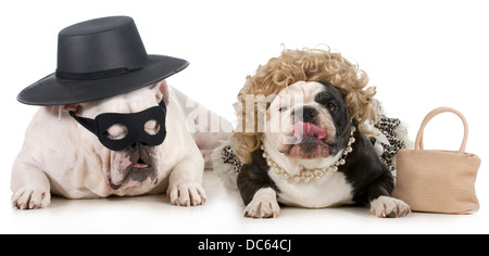 Drôle de couple de chien - French bulldog habillés en costumes homme et femme drôle isolé sur fond blanc Banque D'Images